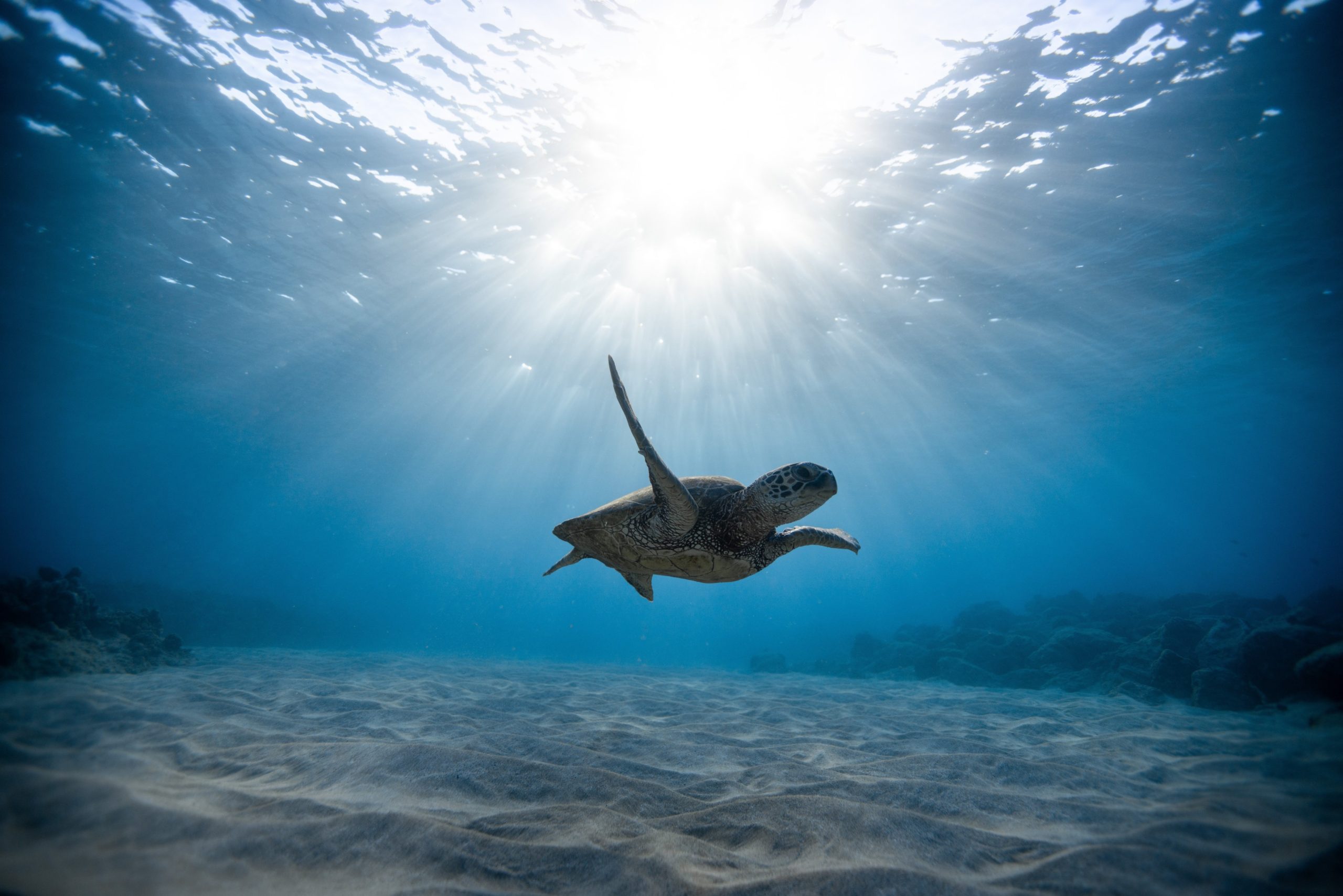 Fotografiar Bajo El Agua