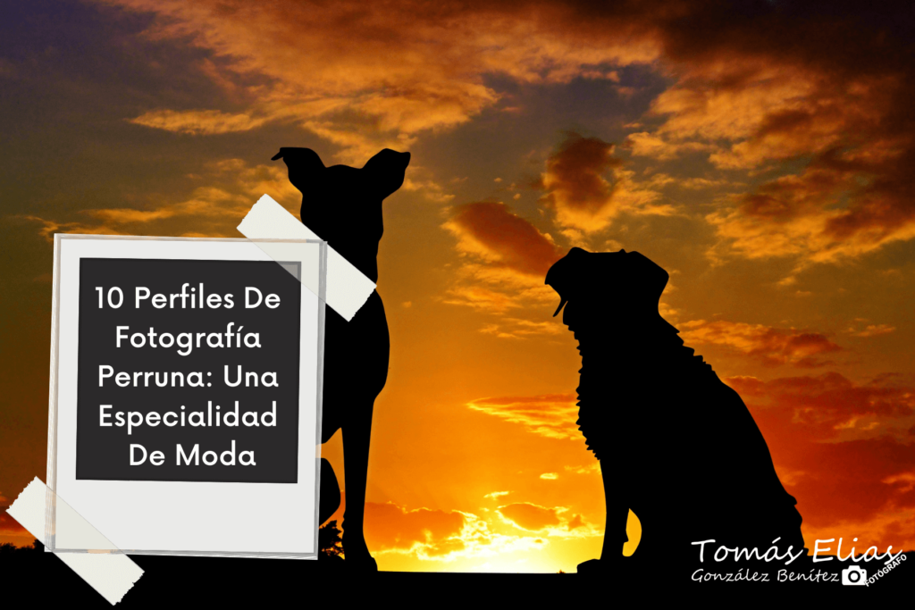 Perfiles De Fotografía Perruna Una Especialidad De Moda