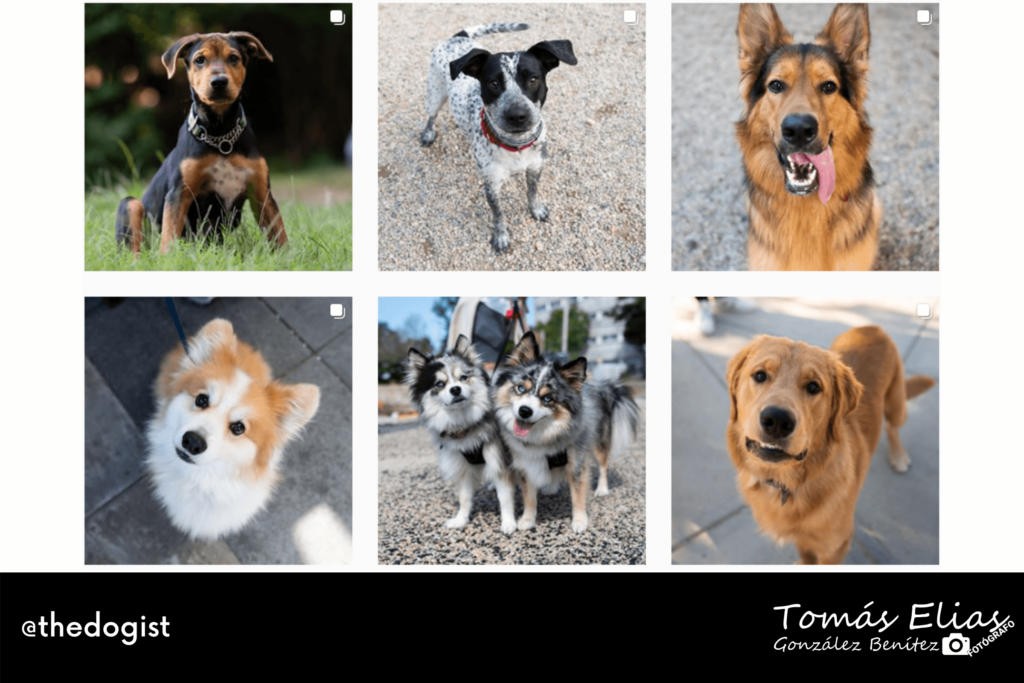 Perfiles De Fotografía Perruna Una Especialidad De Moda