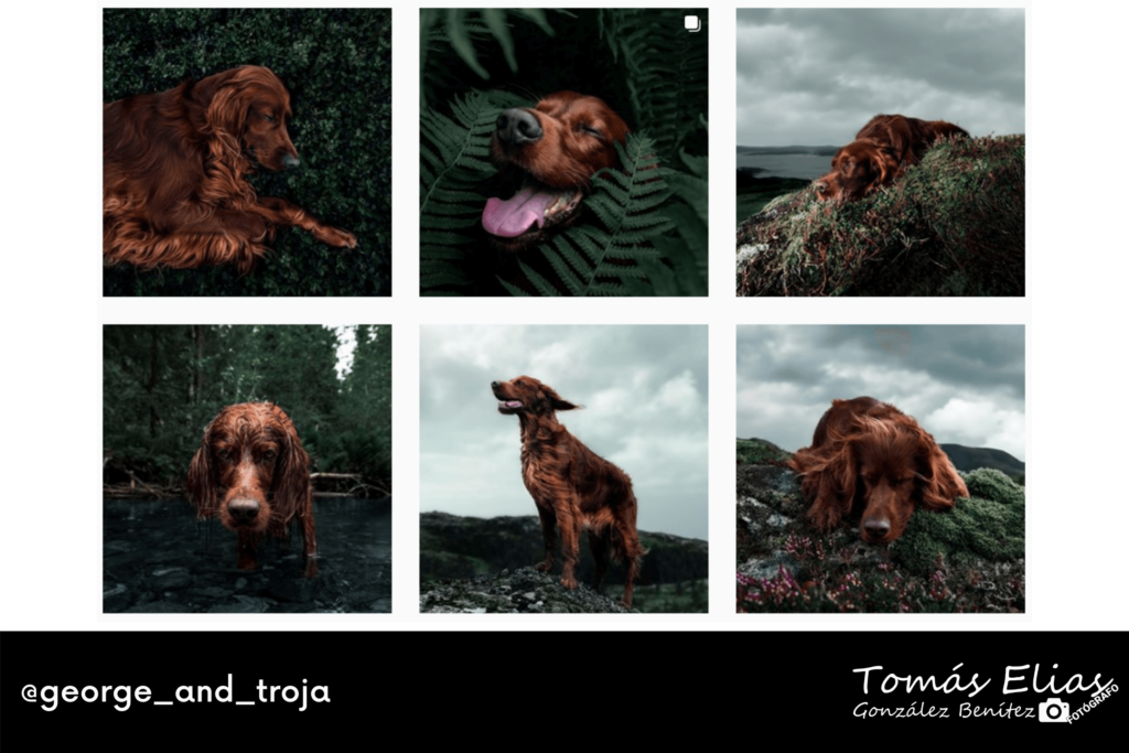 Perfiles De Fotografía Perruna Una Especialidad De Moda