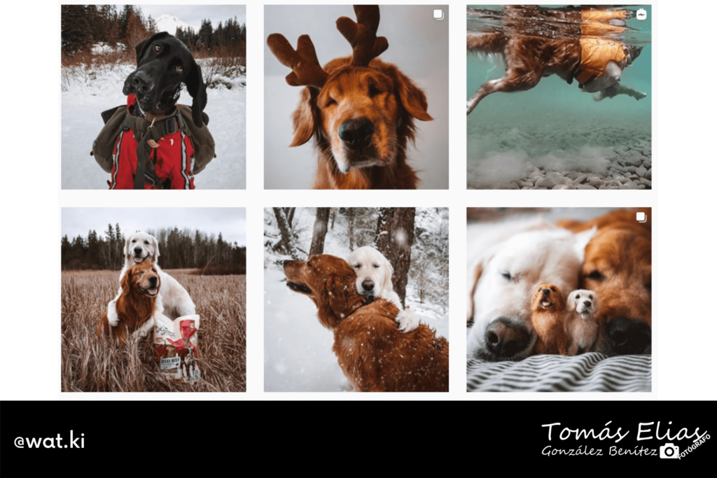 Perfiles De Fotografía Perruna Una Especialidad De Moda