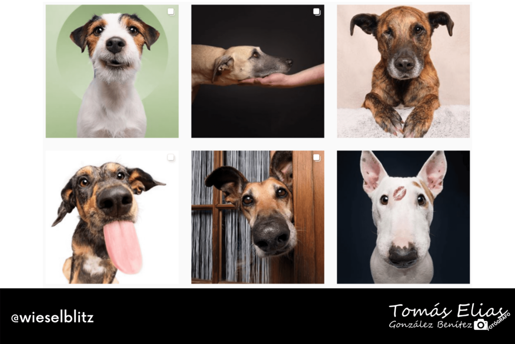 Perfiles De Fotografía Perruna Una Especialidad De Moda
