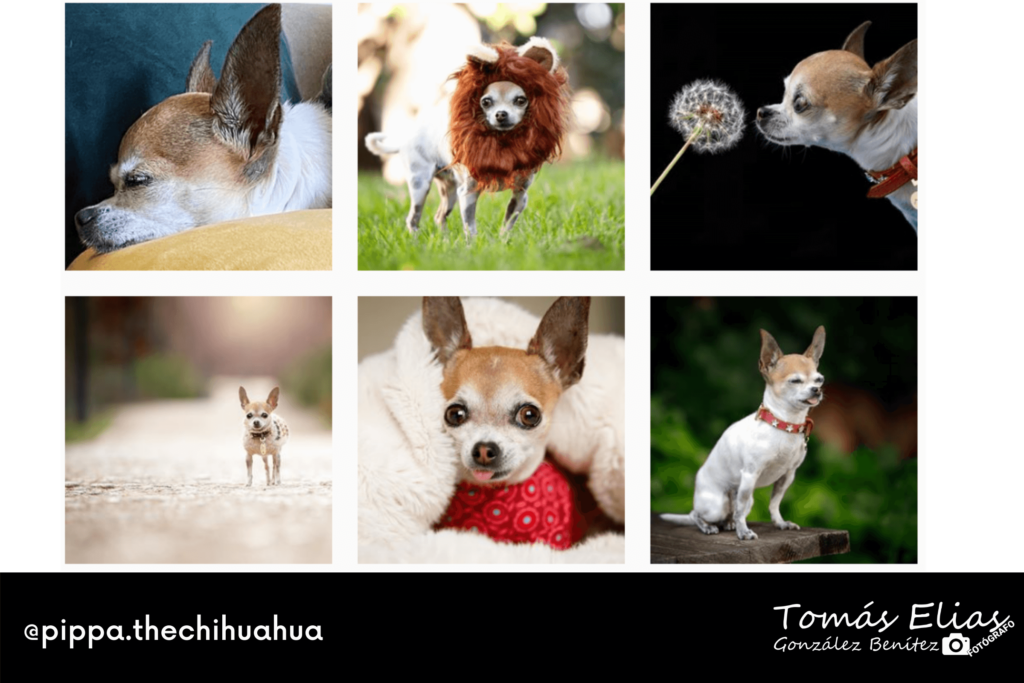 Perfiles De Fotografía Perruna Una Especialidad De Moda