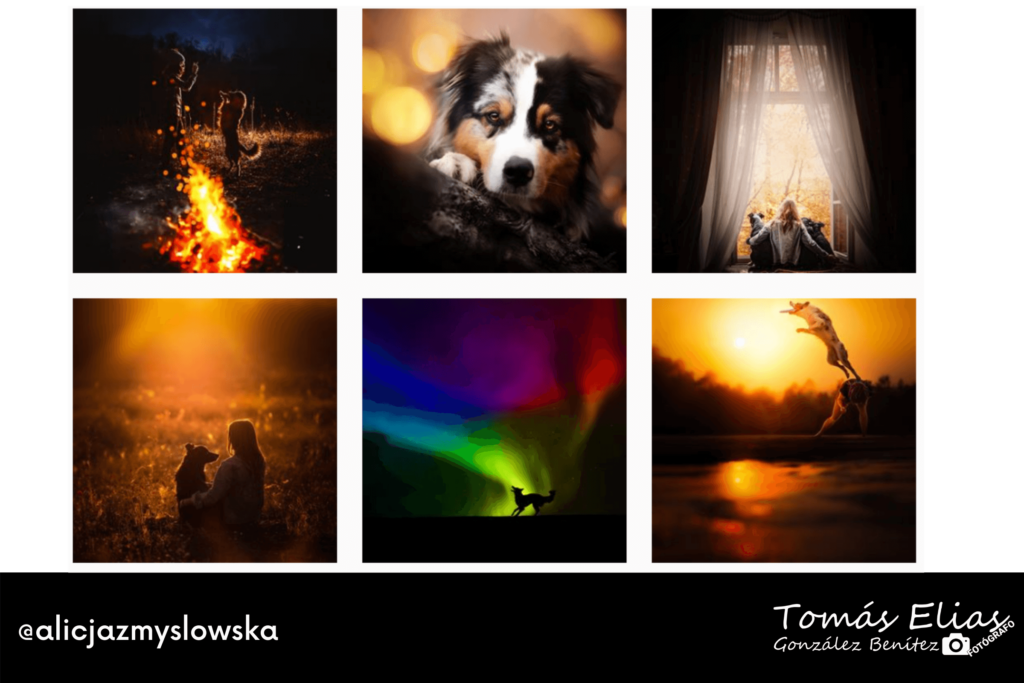 Perfiles De Fotografía Perruna Una Especialidad De Moda