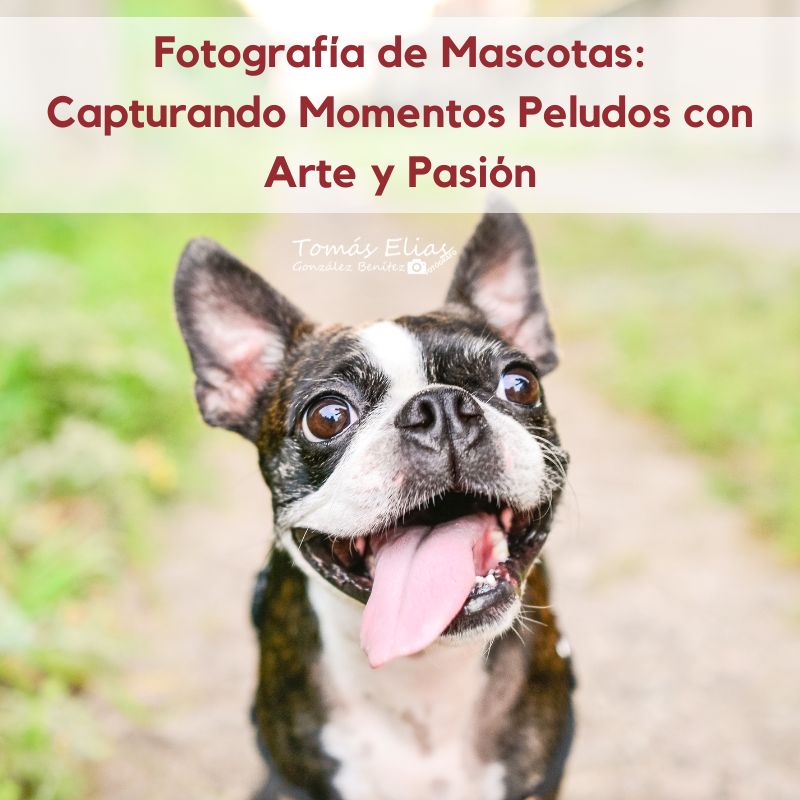 Fotografía de Mascotas Capturando Momentos Peludos con Arte y Pasión