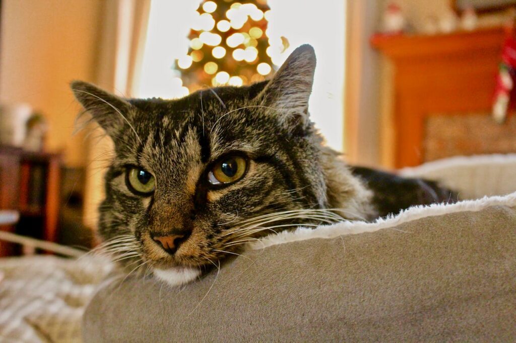 fotografía de mascotas y gatos